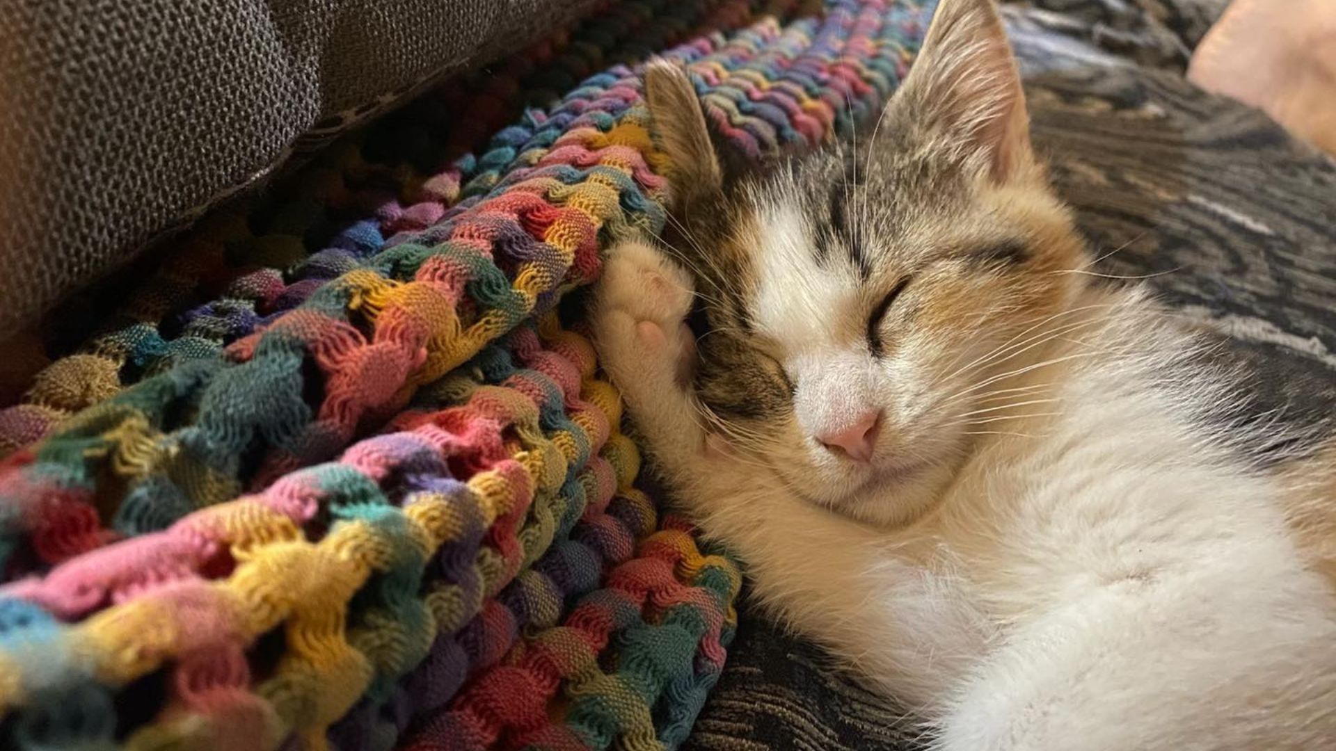 Pet Critical Care In Osage Beach, MO 65065 Osage Animal Hospital