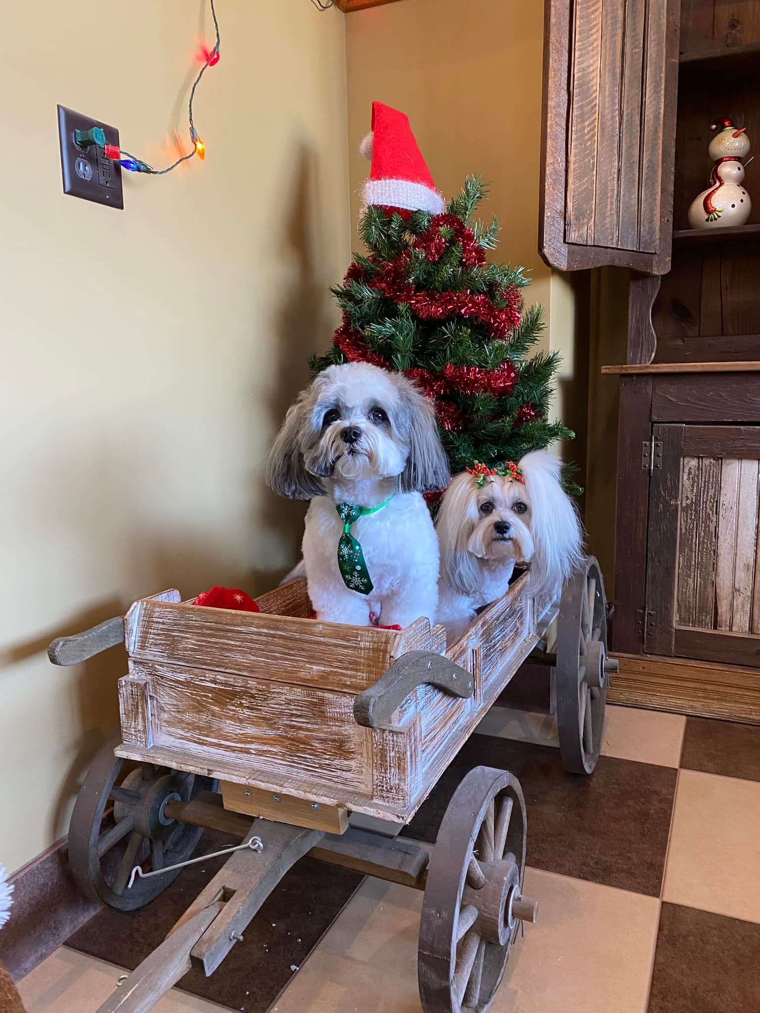 two dogs in a cart