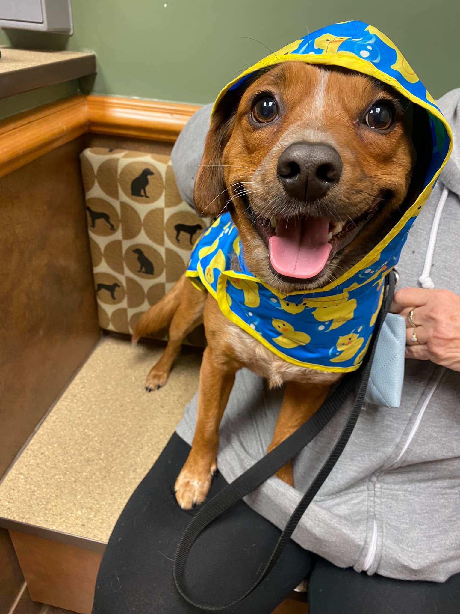 a dog wearing a raincoat