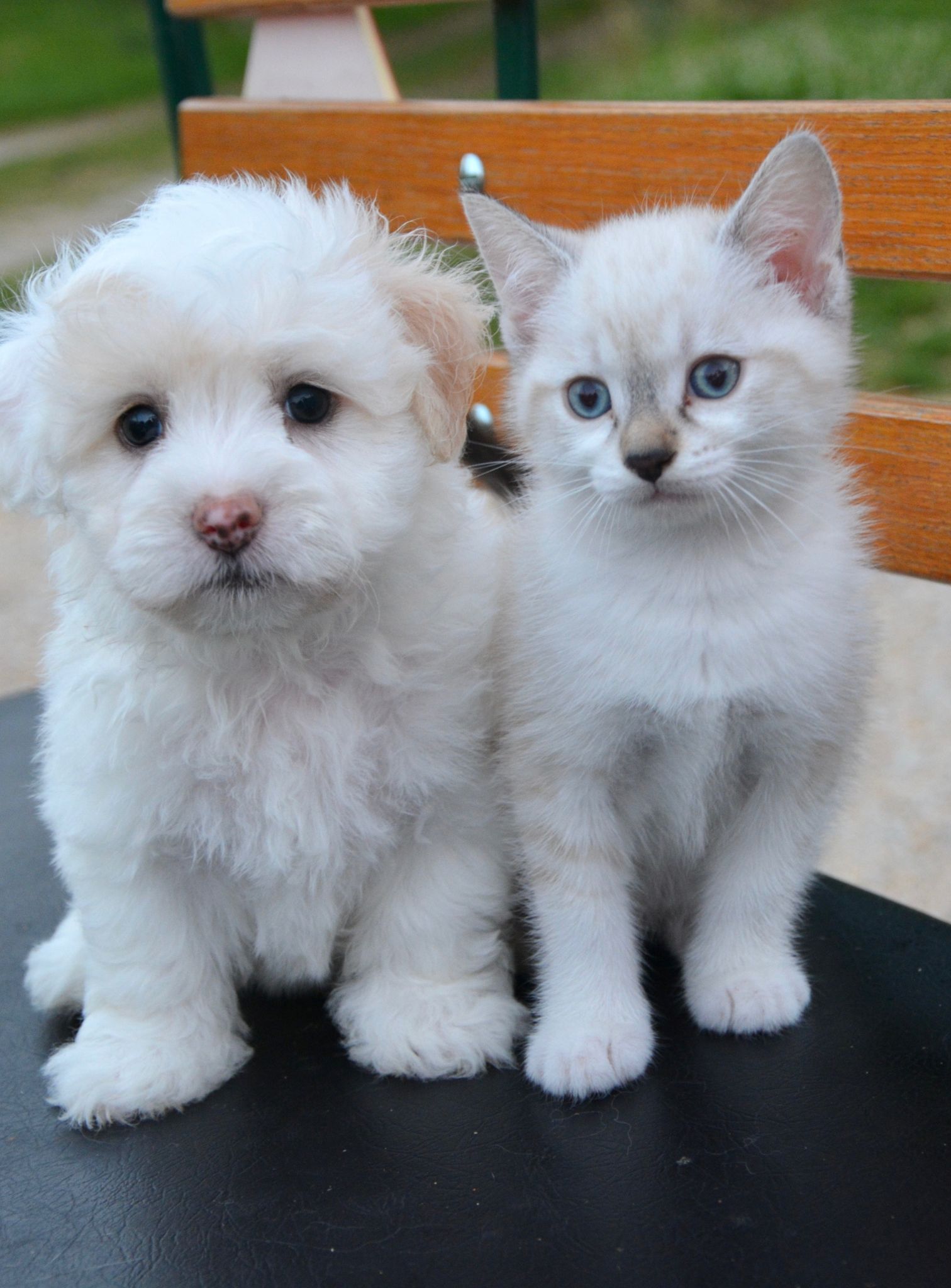 a white puppy and a kitten sitting on a bench
