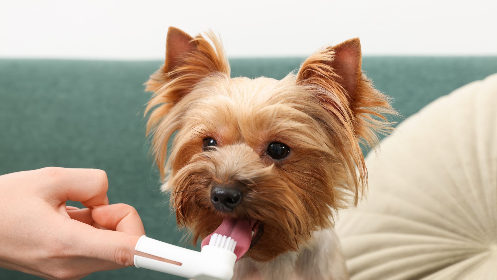 Pet Professional Dentistry In Osage Beach, MO 65065 Osage Animal Hospital