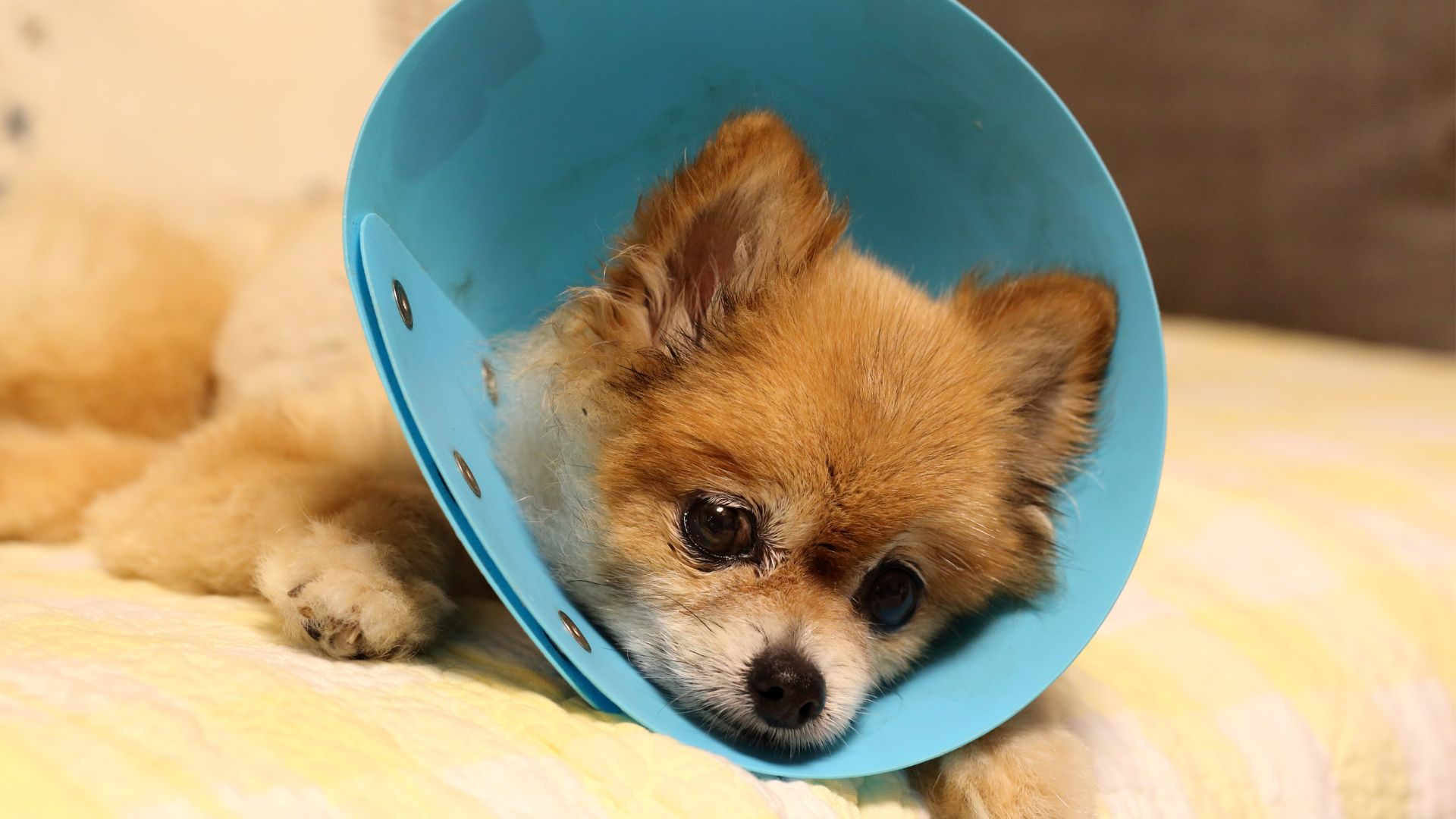 Pet Specialized Surgery In Osage Beach, MO 65065 Osage Animal Hospital