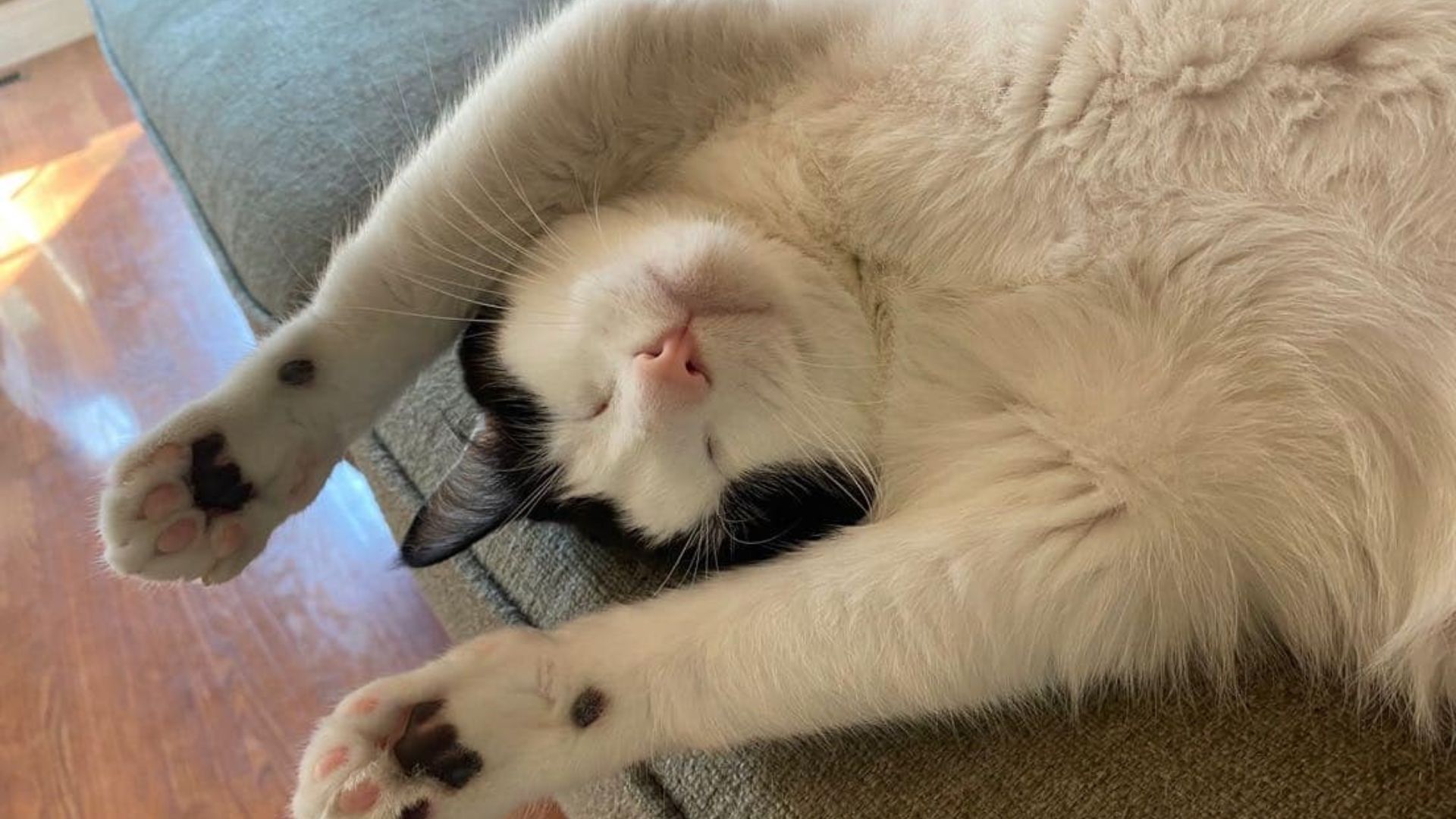 Pet Digital Radiology In Osage Beach, MO 65065 Osage Animal Hospital