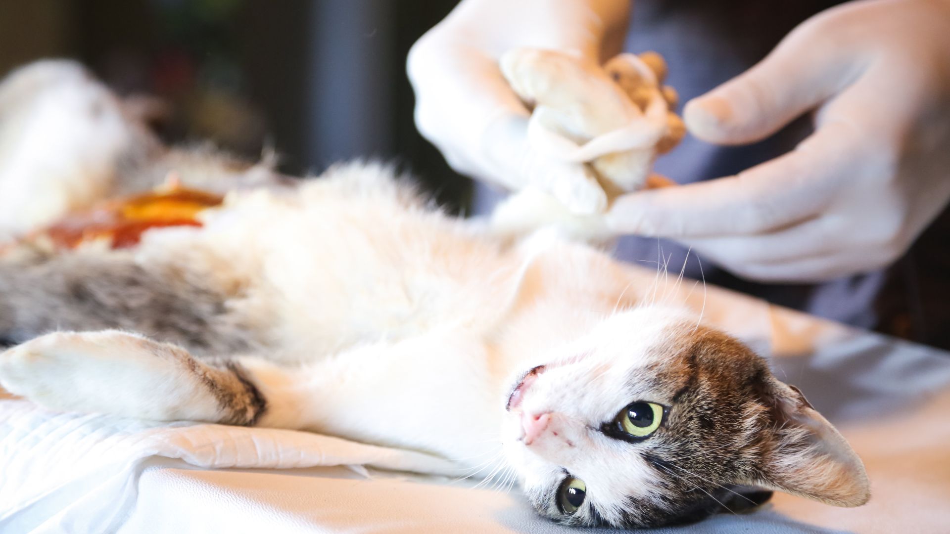 Pet Spaying And Neutering In Osage Beach, MO 65065 Osage Animal Hospital