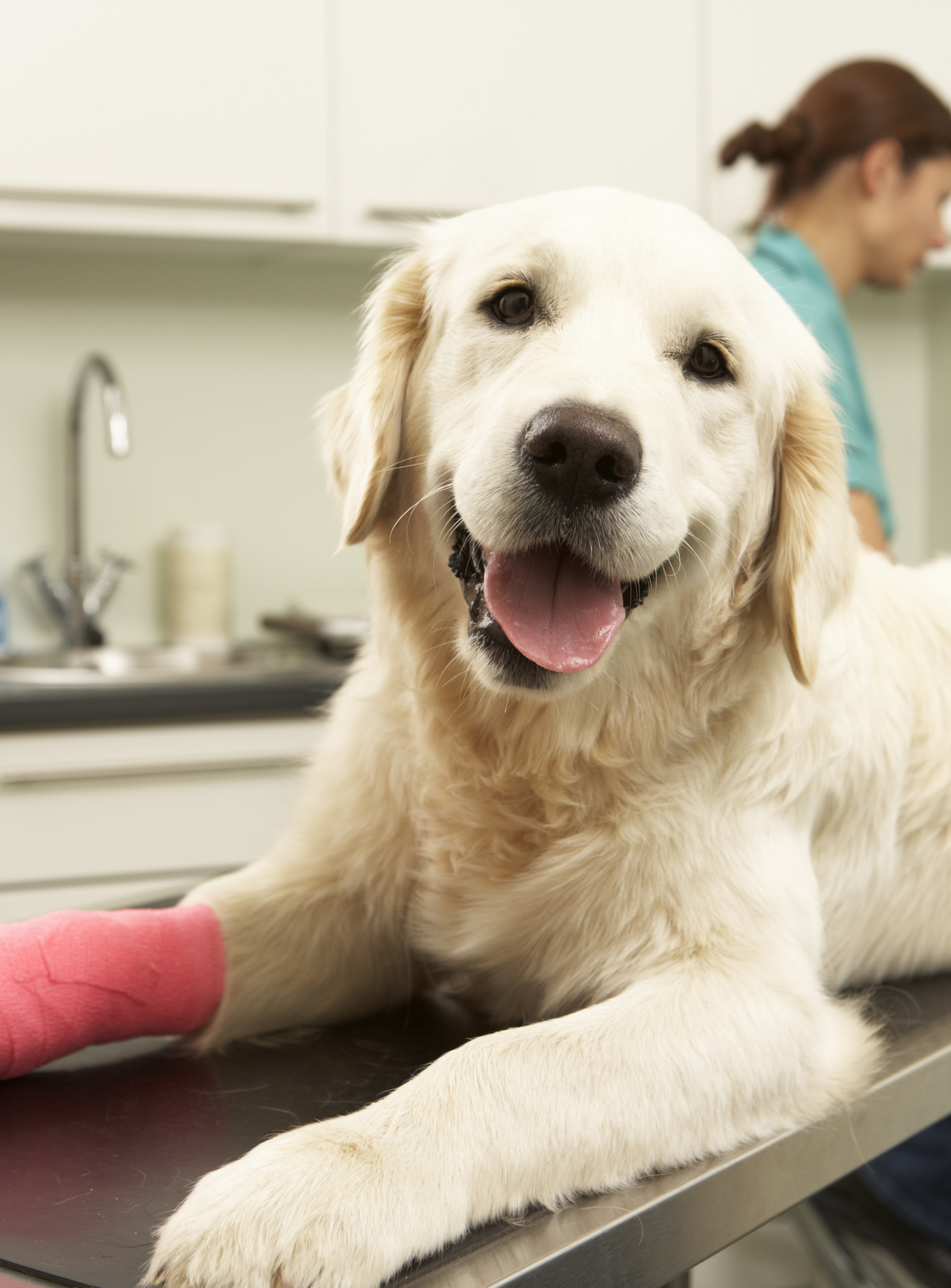 a person holding a dog